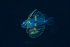 juvi-fish