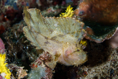 leaf_scorpionfish