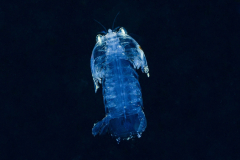 mantis_shrimp1