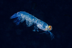 mantis_shrimp2