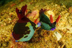 mating_nudis