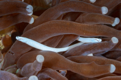 mushroom_coral_pipefish