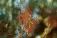 Algae-Shrimp