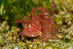 Ambon-Scorpionfish