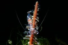Anemone-Shrimp