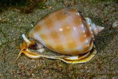 Banded-Bonnet-Snail