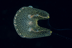 Benthic-Ctenophore