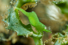 Bignose-Seagrass-Shrimp