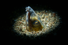 Blacksaddle-Snake-Eel