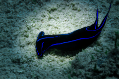 Blue-Velvet-Headshield-Slug