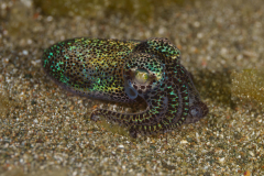 Bobtail-Squid