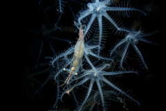 Brownstripe-Hydroid-Shrimp