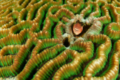 Coralblenny