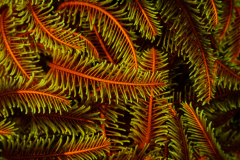 Crinoid