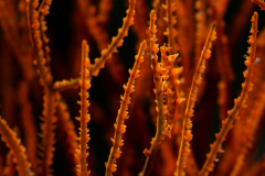 Dragon-Shrimp1