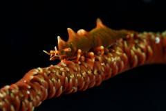 Dragon-Shrimp2