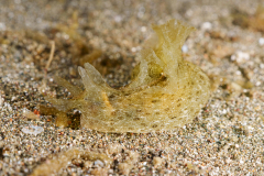 Eyed-Sea-Hare