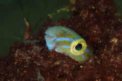 Fangblenny