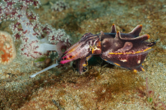 Flamboyant-Cuttlefish