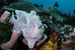 Giant-Frogfish