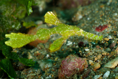 Halimeda-Ghost-Pipefish