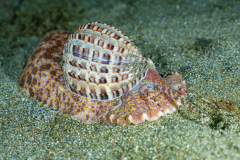 Harp-Snail