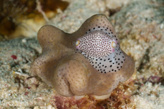 black-spotted_egg_cowrie