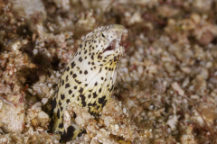 black-striped_snake_eel