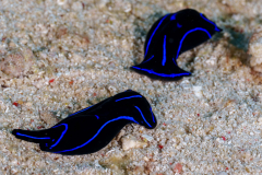 blue_velvet_headshield_slug