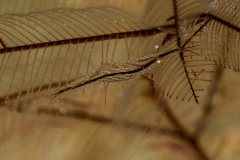 brownstripe_hydroid_shrimp1