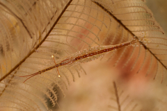 brownstripe_hydroid_shrimp2