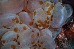 bubble_coral_flatworms