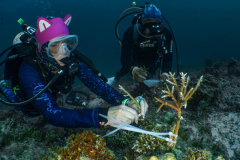 coral_restoration