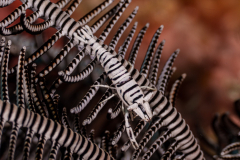 crinoid_shrimp1