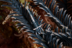 crinoid_shrimp2