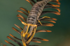 crinoid_shrimp3