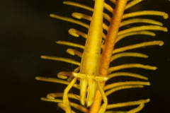 crinoid_shrimp4