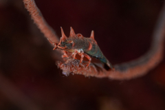 dragon_shrimp