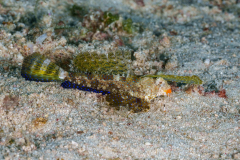 fingered_dragonet