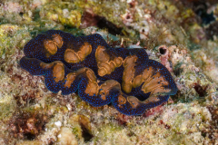 giant_clam