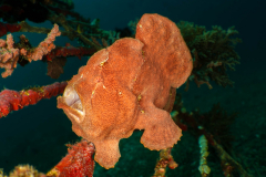 giant_frogfish1
