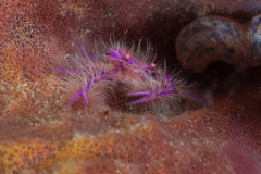 hairy_squat_lobster