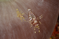 hidden_corallimorph_shrimp