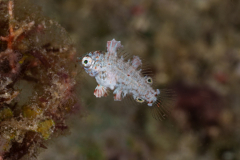 leopard_wrasse-juvenile