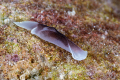 lovely_headshield_slug