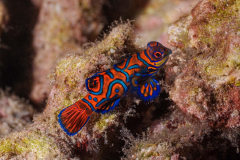 mandarinfish