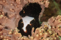 mating_common_egg_cowries