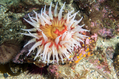 anemone1