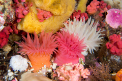 anemone3