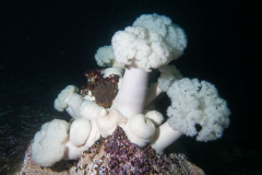 anemone4